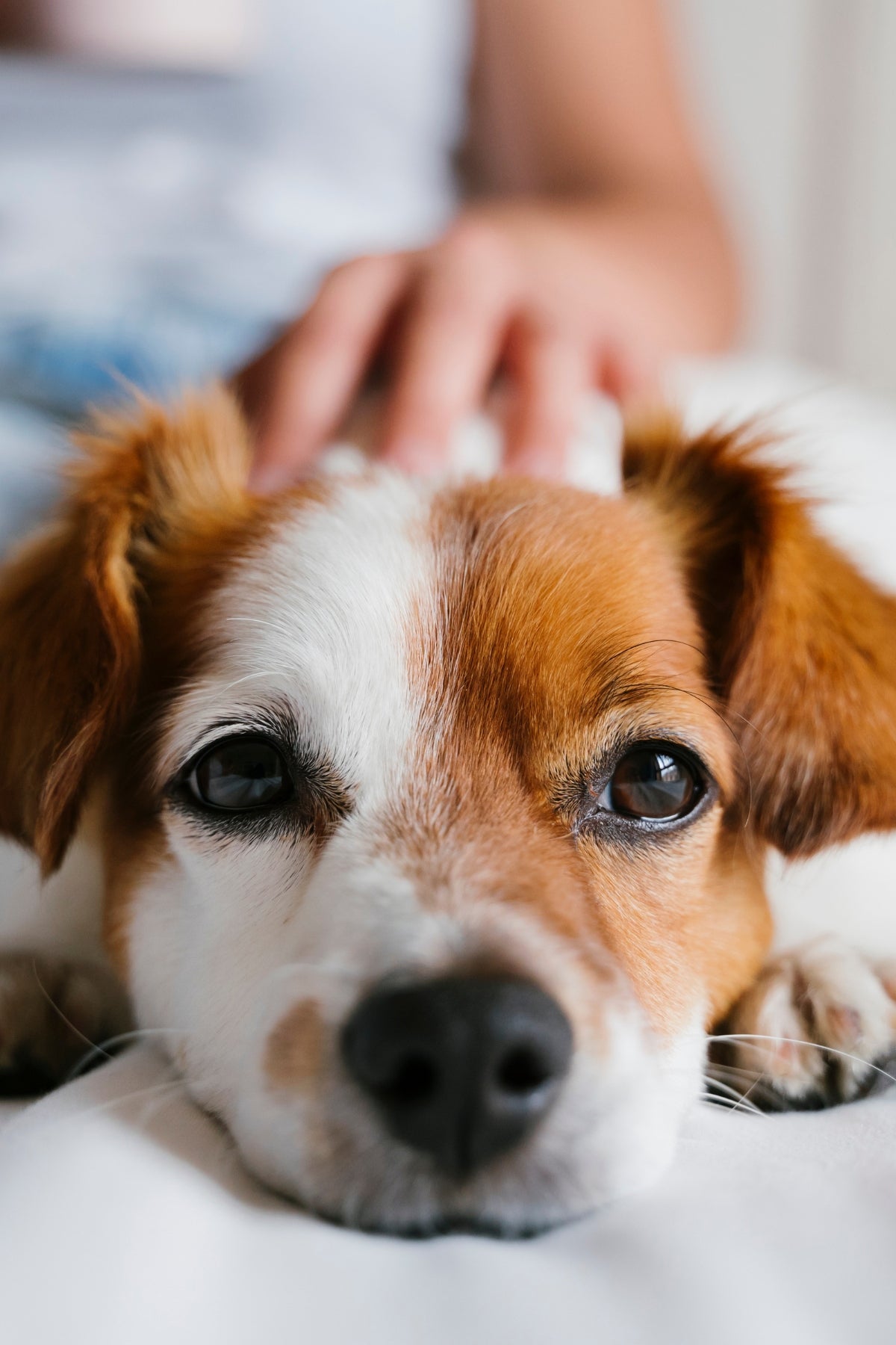 Dog resting on bed, head on person's hand.